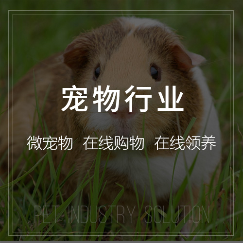 杭州国产化网站定制如何应对政策合规挑战